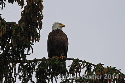 Alaska077.jpg