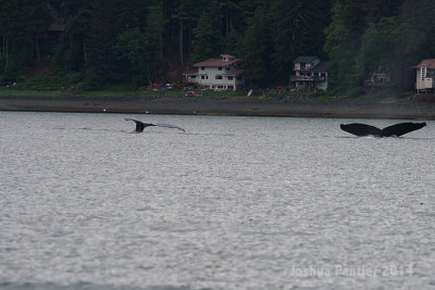 Alaska081.jpg