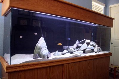 Cichlids01.jpg