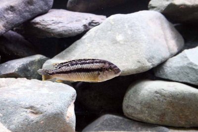Cichlids02.jpg