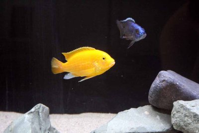Cichlids03.jpg