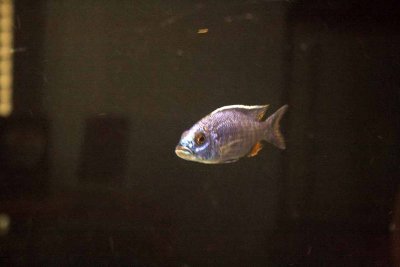 Cichlids04.jpg