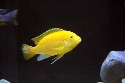 Cichlids05.jpg