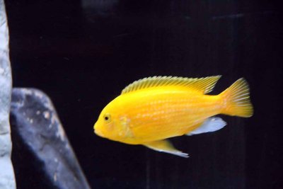 Cichlids09.jpg