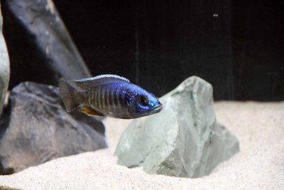 Cichlids10.jpg