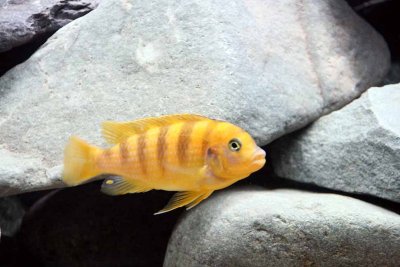 Cichlids12.jpg