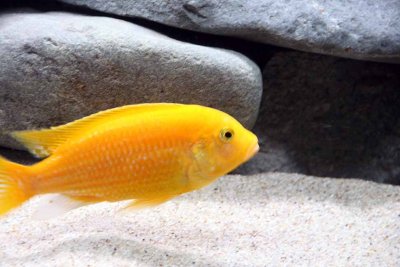 Cichlids13.jpg