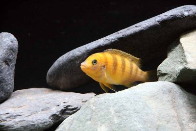 Cichlids14.jpg