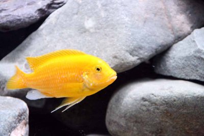 Cichlids15.jpg