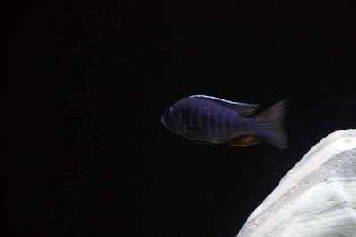 Cichlids17.jpg