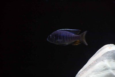 Cichlids18.jpg