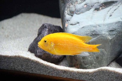 Cichlids21.jpg