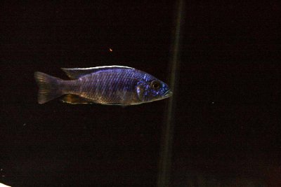 Cichlids23.jpg