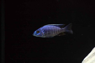 cichlids