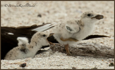 4716 chicks fighting skimmer 