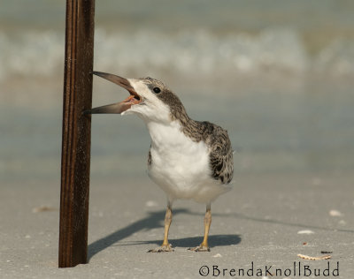 8096 skimmer chick post