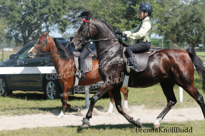 horse watermark .jpg