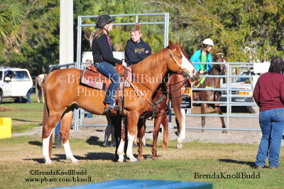 Pinellas Park Horse Show Halter Classes