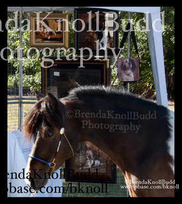 DSC_5640 pony my work tent name.jpg