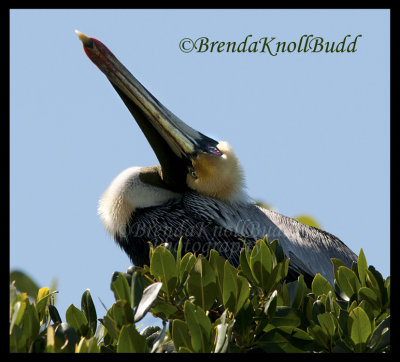 Bird Island Pelican face 052  125.jpg