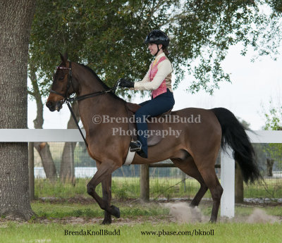 54 Jesse Andrews on Premier's Lieutenant Dan; Barn 5 Gaits