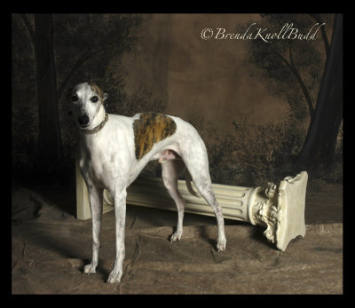 BrendaKnollBudd 6782 white brown greyhound 