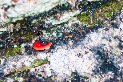 CLM_9199.jpg - Mushroom II