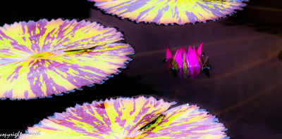 CLM_0033.jpg