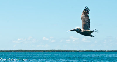 CLM_1978.jpg - Coming In for Landing