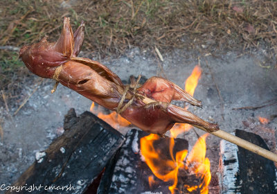 RMR_1704.jpg - Squirrel anyone?