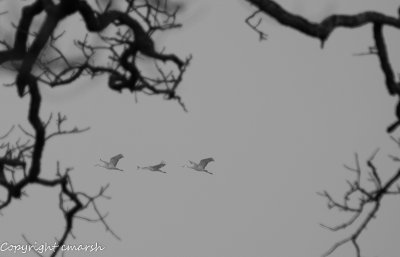 RMR_2783.jpg - Cranes in the Fog 