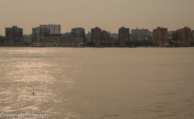 RMR_4486.jpg - Cormorant on the Hudson