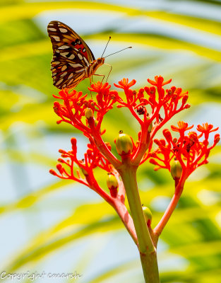 RMR_5560.jpg - Butterflies are Free