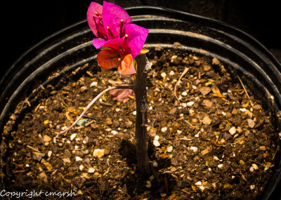 RMR_5593.jpg - Bougainvillea .. the early years