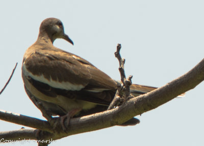 RMR_5604.jpg - Out on a Limb