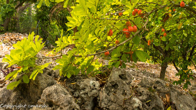 RMR_6108.jpg - Ackee II
