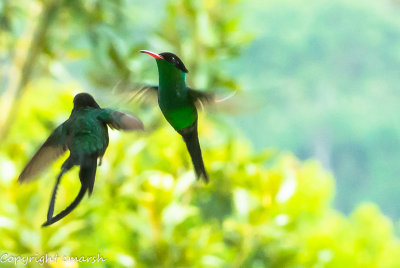 RMR_7148.jpg -'Doctor Bird' - National Bird.