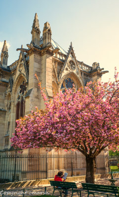 FRANCE - 2016 - Cathedral of Notre Dame - Paris