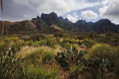Green Gulch Good Morning.jpg