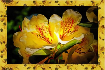 Golden Age Azaleas.jpg