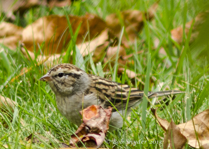 Chipping Sparrow; first year bird