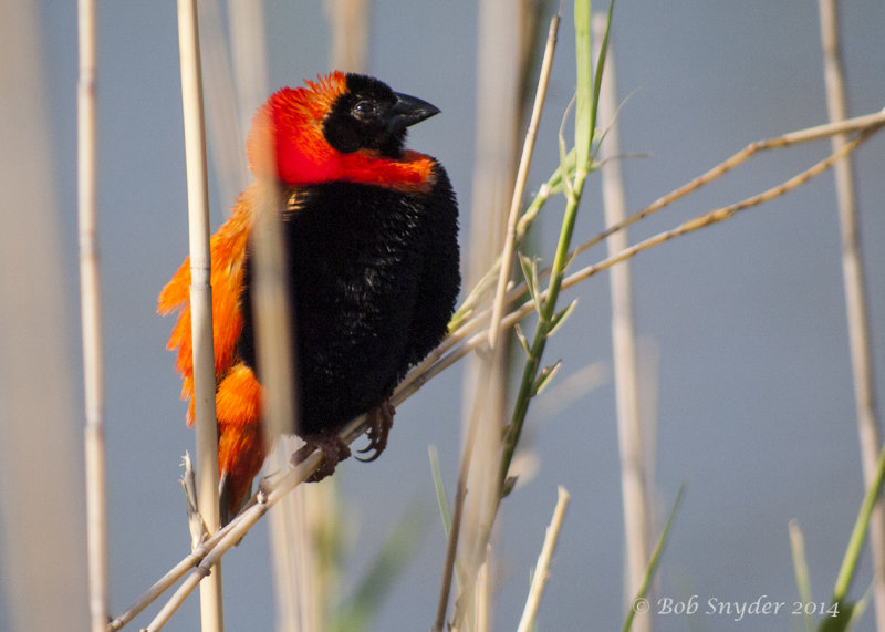 Southern Red Bishop P2276788.jpg