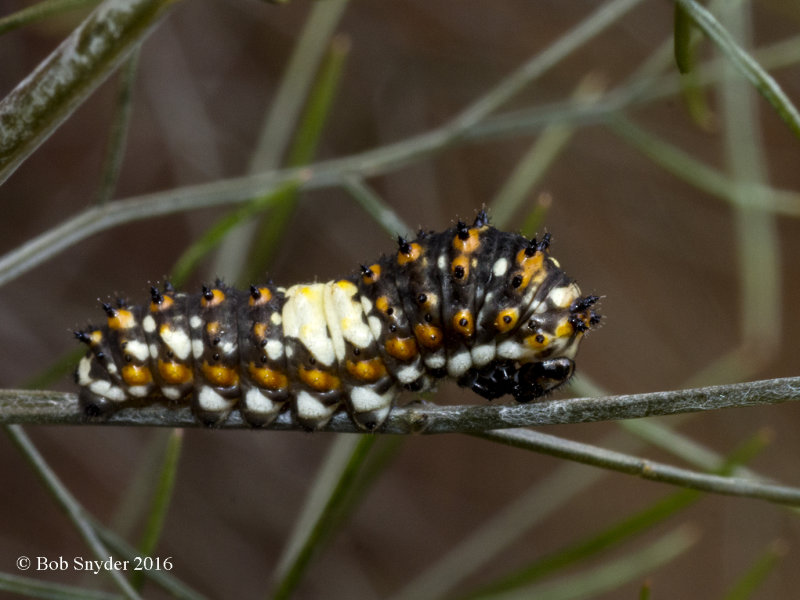 Black Swallow larva, 1st install, on fennel