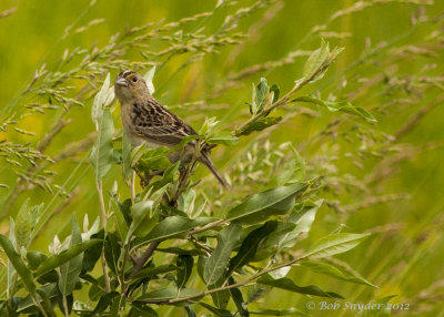 Grasshopper Sparrow 