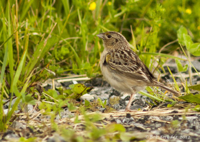 Grasshopper Sparrow 