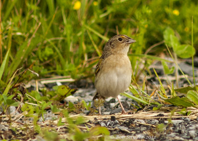 Grasshopper Sparrow 