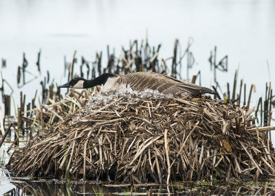 Canada Goose nest  Julian wetland: 2012