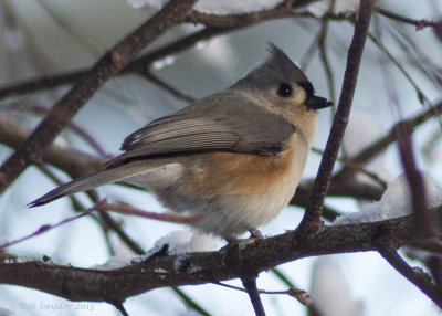 Bird Photography from Centre County PA Updated for 2016