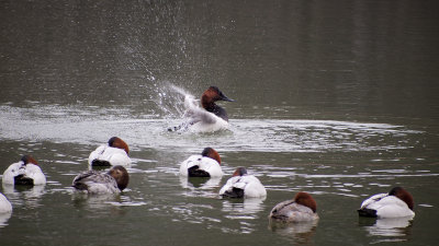 A Canvasback's shower