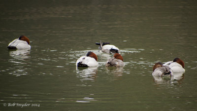 Canvasback Itch